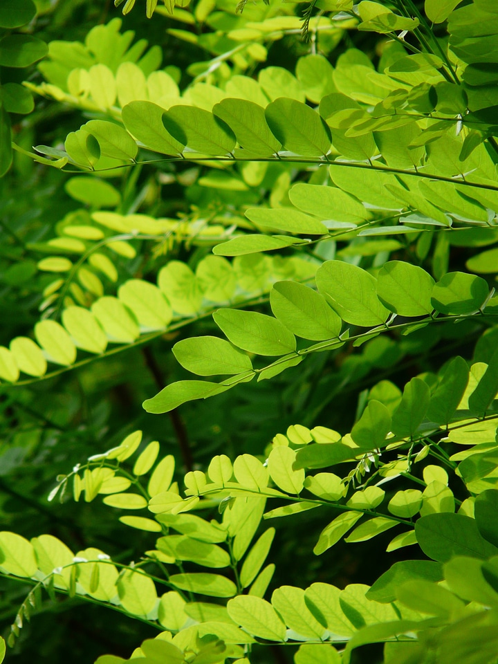 Robinia pseudoacacia robinia false acacia