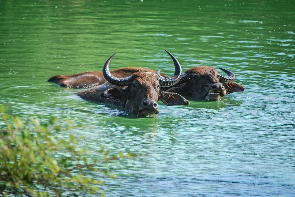 Bovine