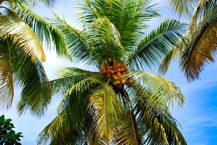 Palm Fruits photo