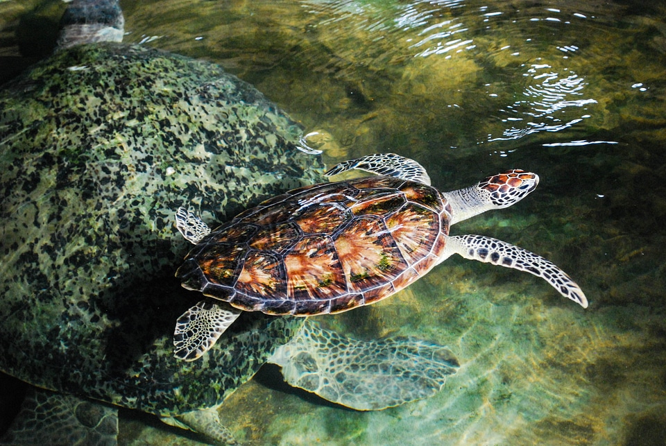 Turtle