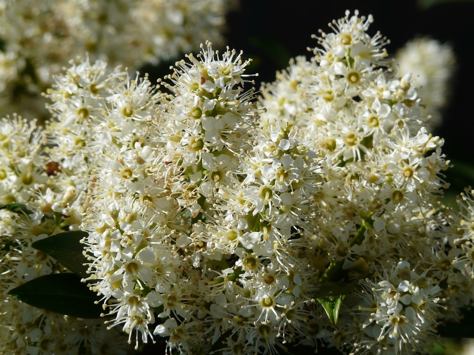 Bloom white plant