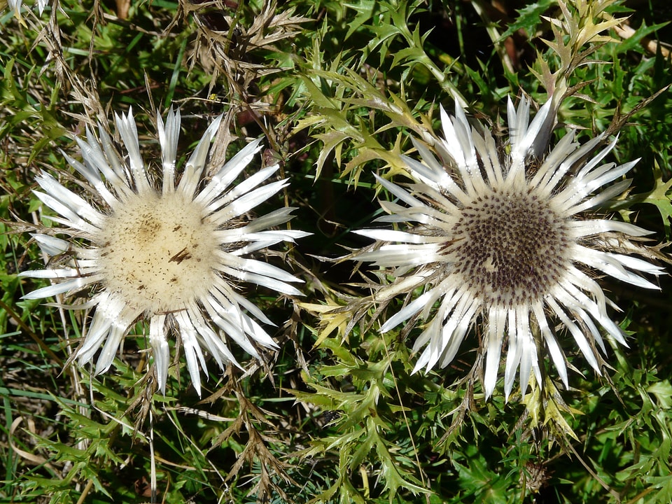 Silver silvery weather thistle