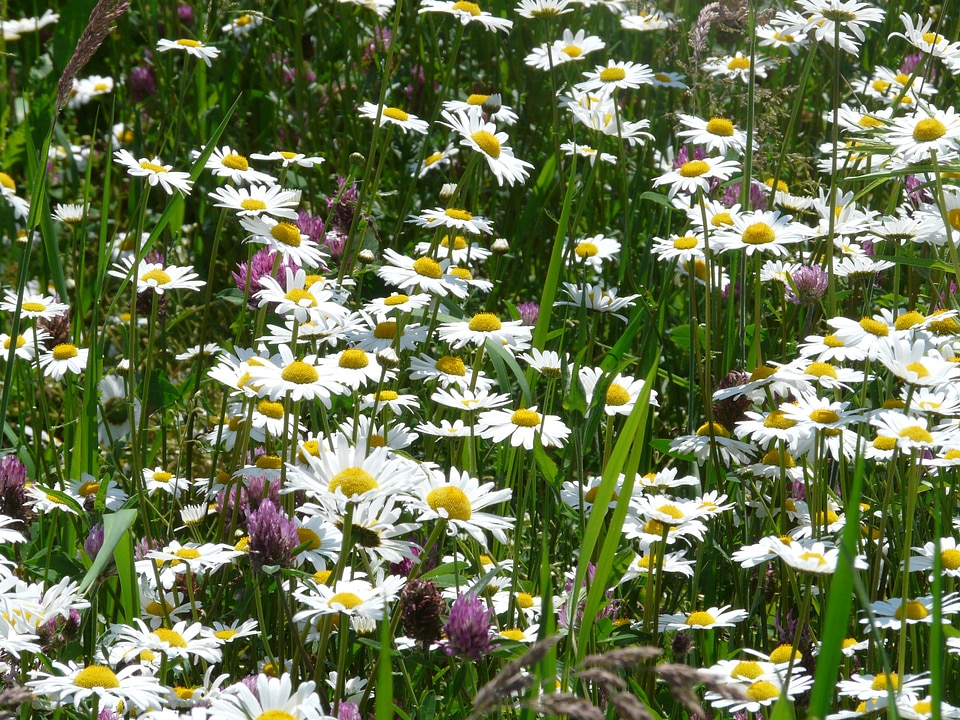Bloom white meadow margerite