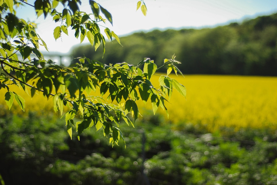 Branch photo