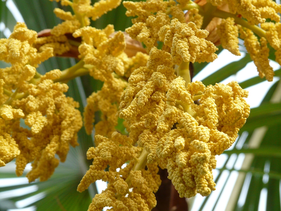 Palm flower palm tree plant