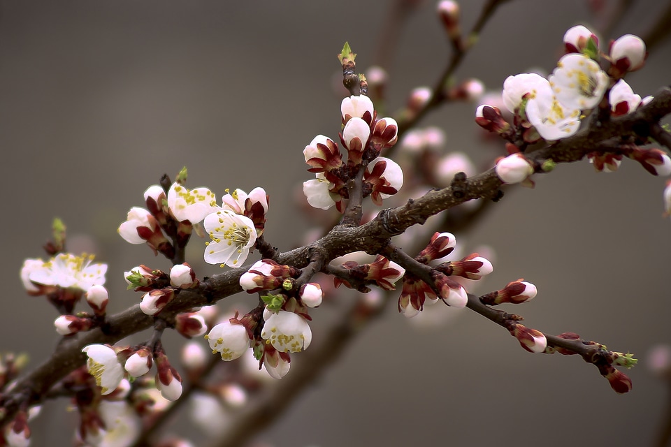 Blossom