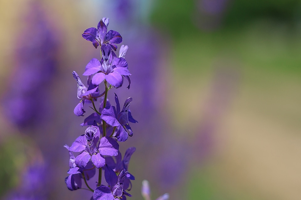 Violets
