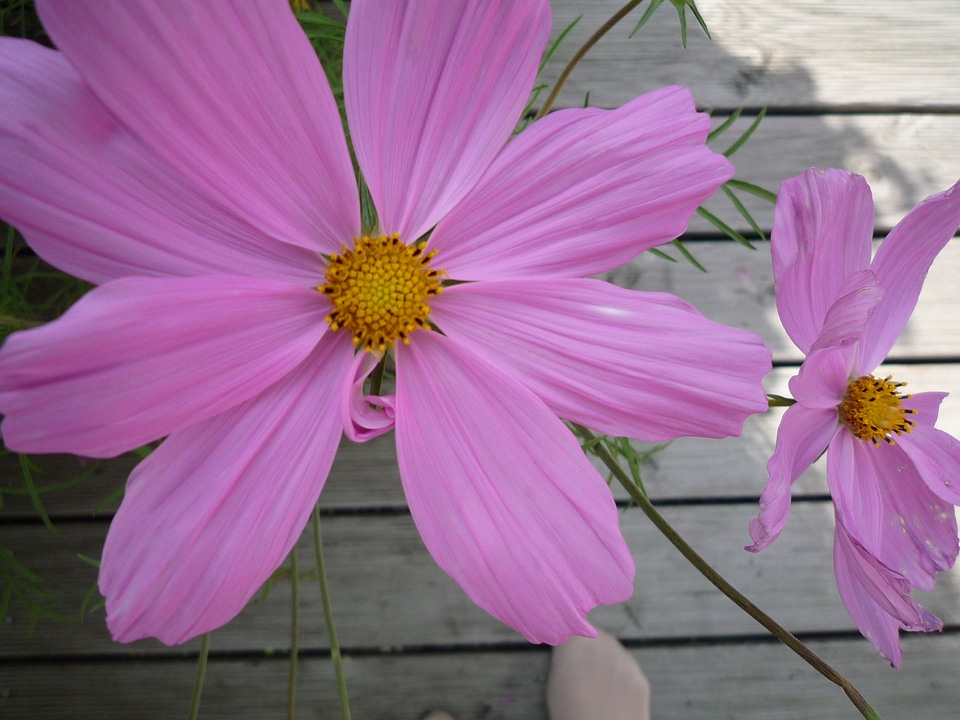 Flower cosmea cosmos