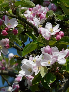 Bloom bloom pink