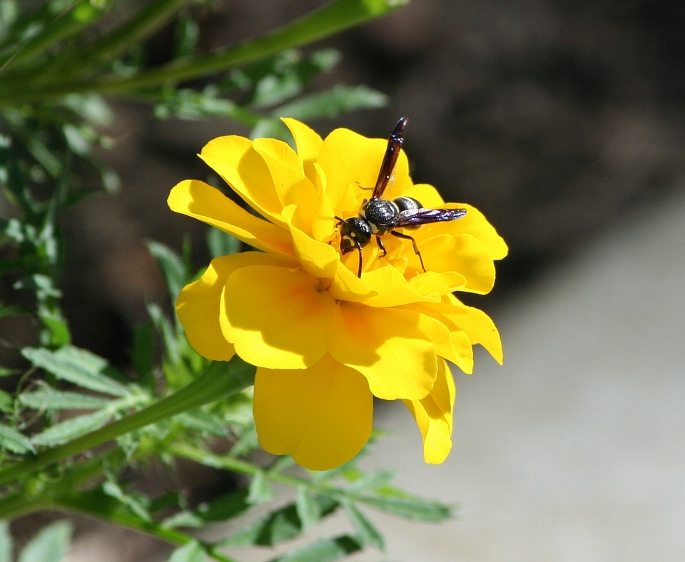 Flower marigold wing