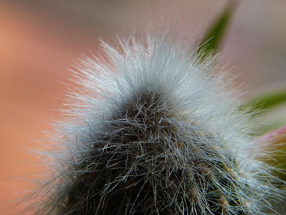 Nature macro close-up photo