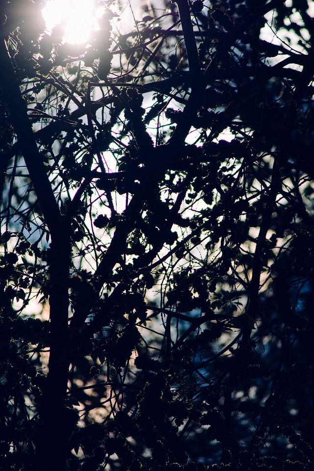Trees