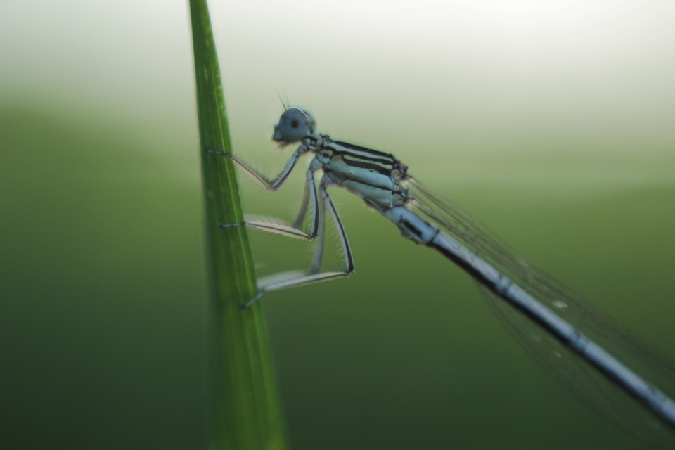 Dragonfly photo