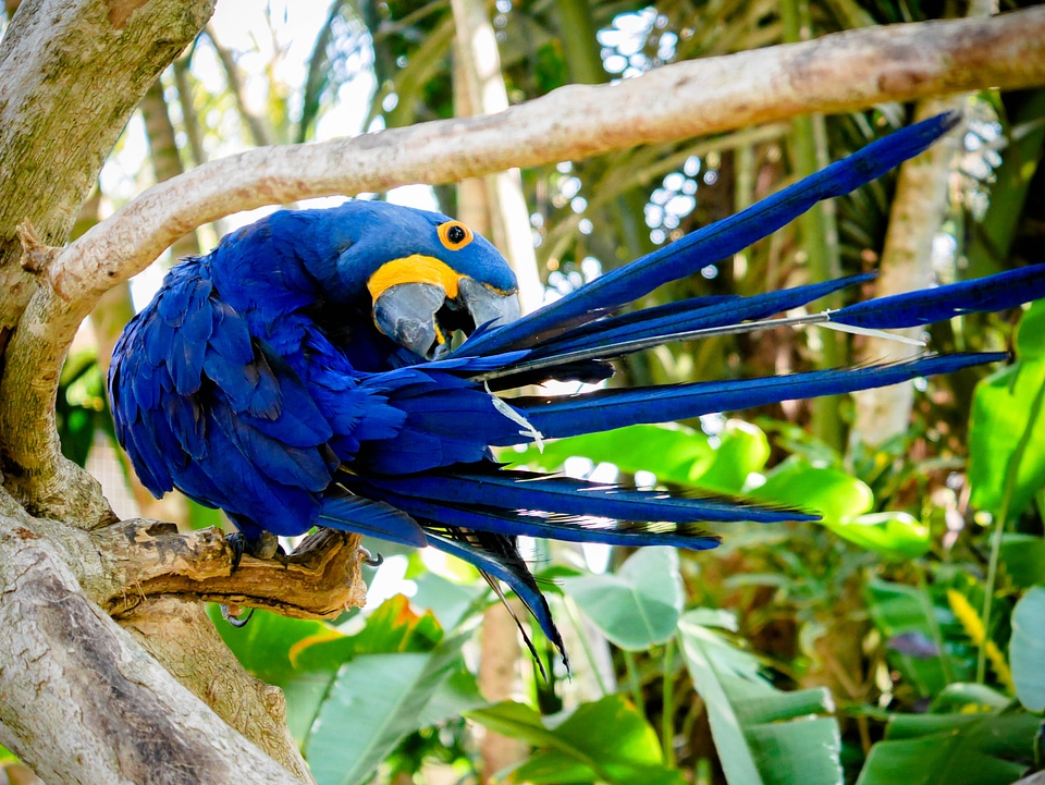 Hyacinth Macaw photo