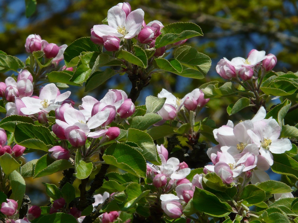 Bloom bloom pink
