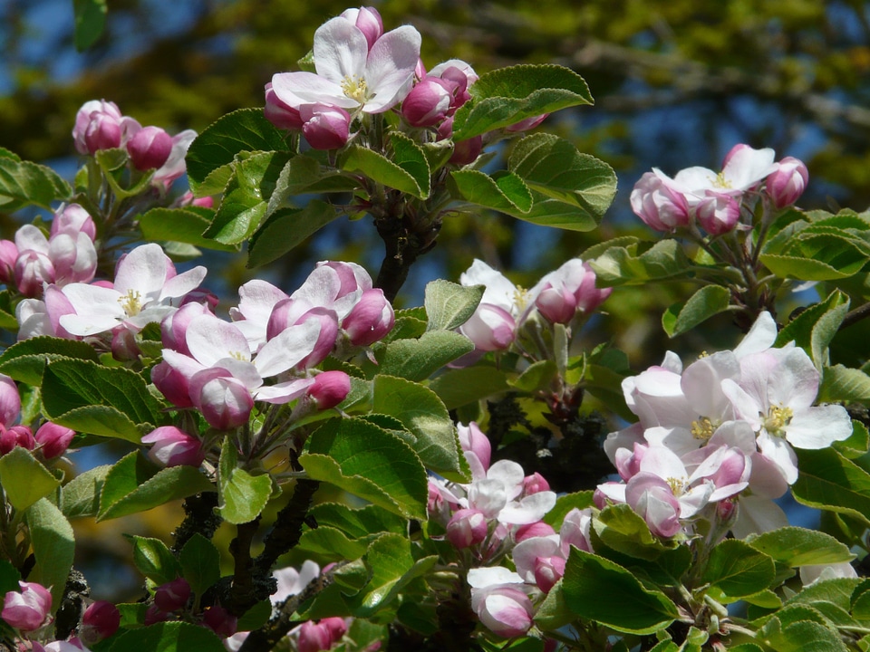 Bloom bloom pink photo