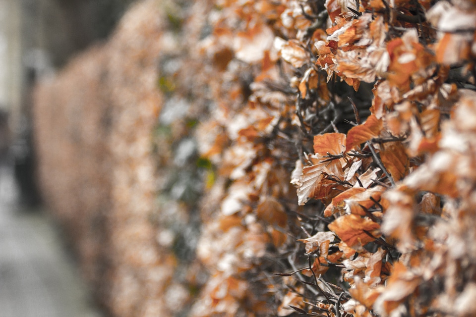 Hedgerow photo