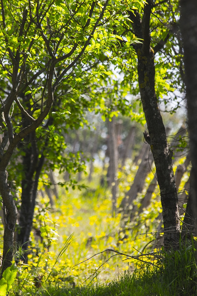 Orchard