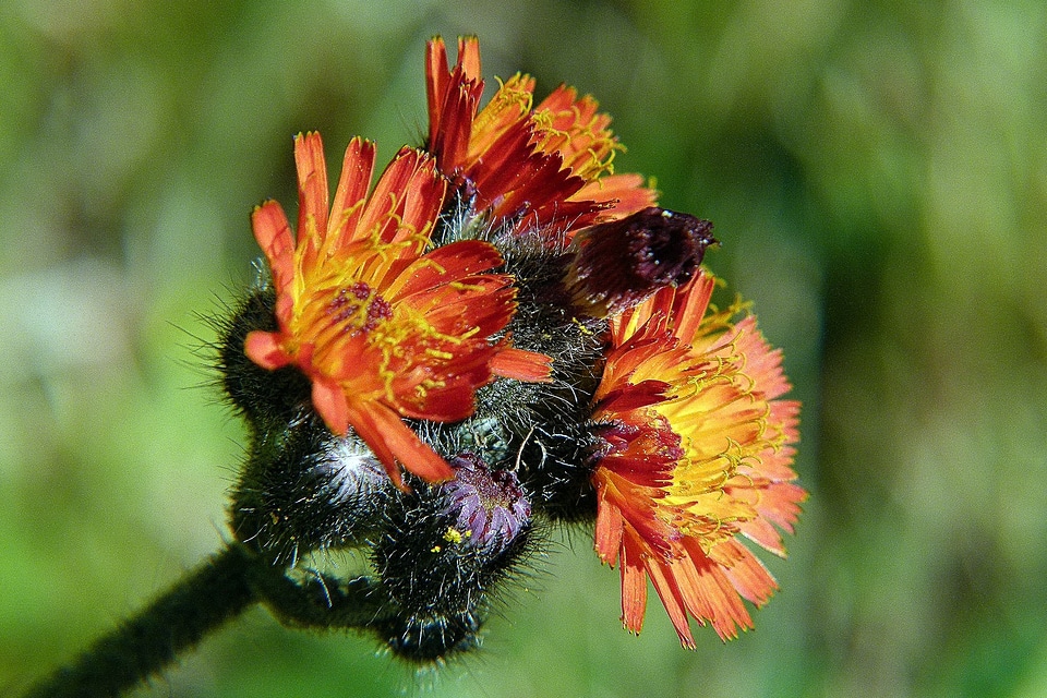 Nature macro close-up