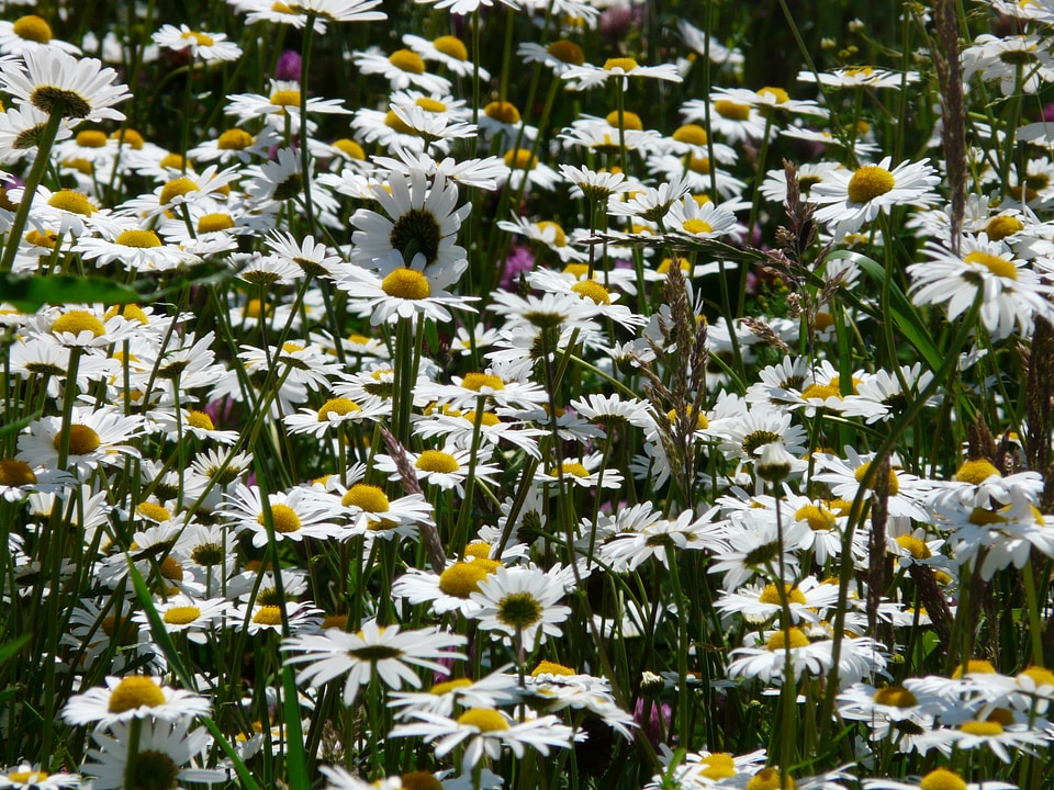 Bloom white meadow margerite photo