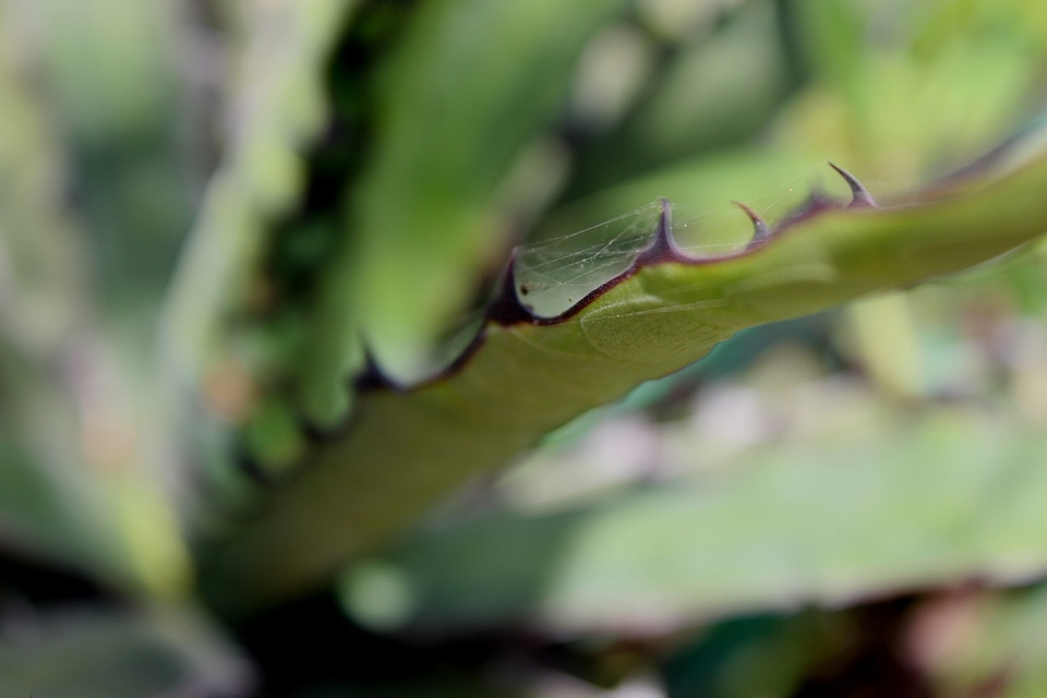 Web In Cactus Leaf
