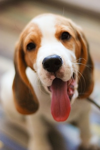 Beagle Puppy photo