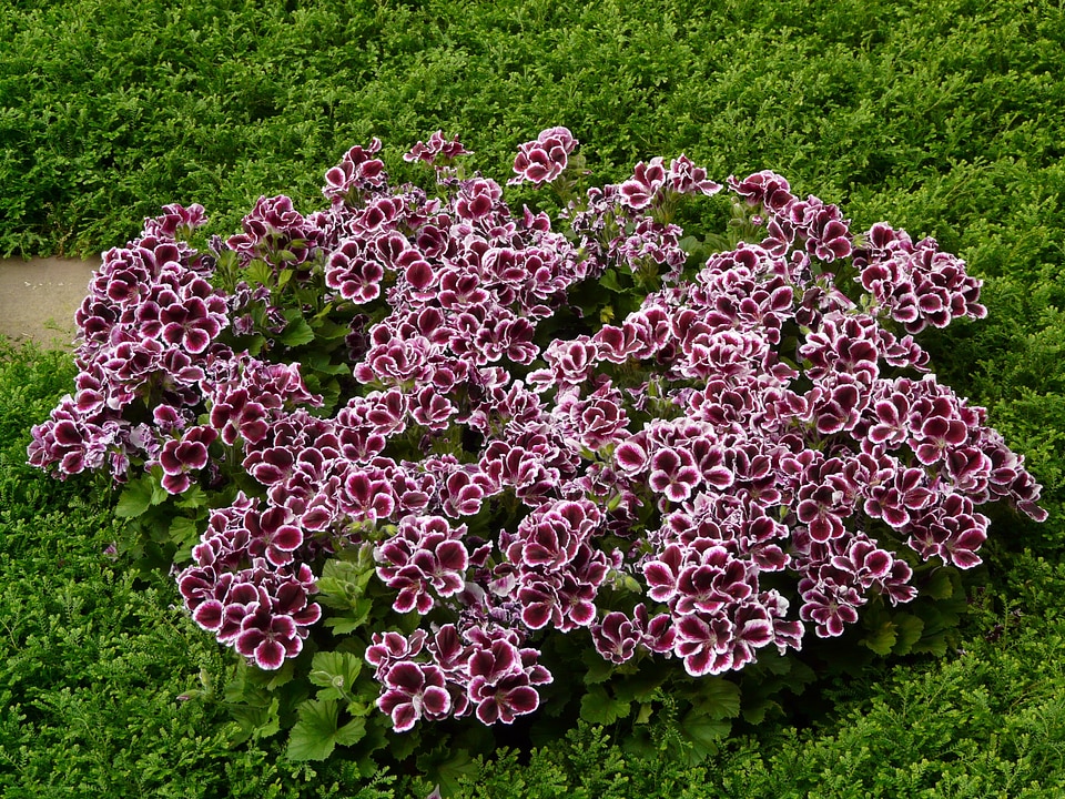 Ornamental plant flower blossom
