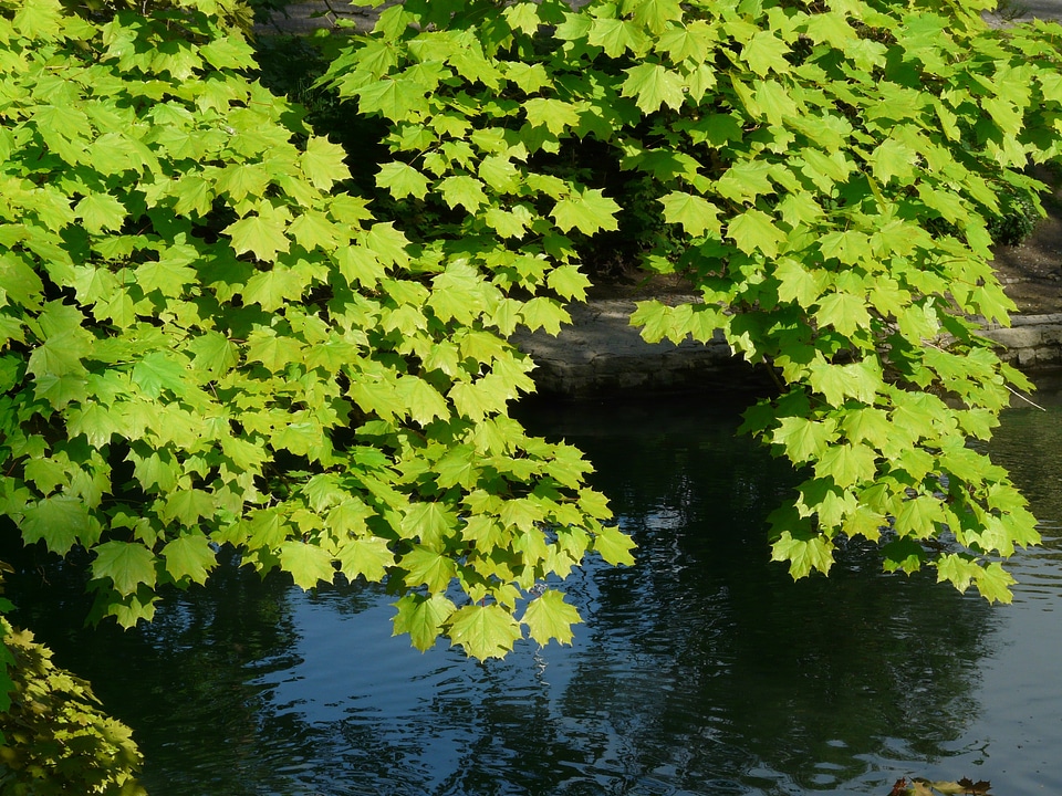 Tree green shining