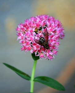 Insect bug pink flowers