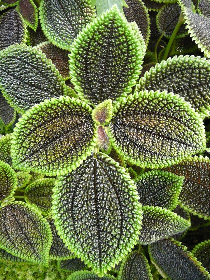 Tropical plant houseplant ornamental plant