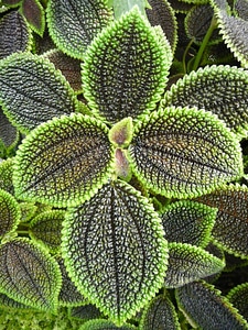 Tropical plant houseplant ornamental plant