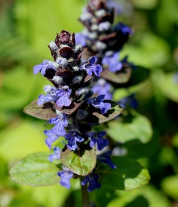 Bloom blue pointed flower