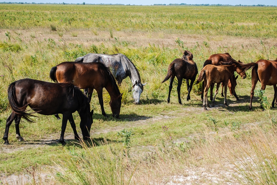 Wild Horses photo