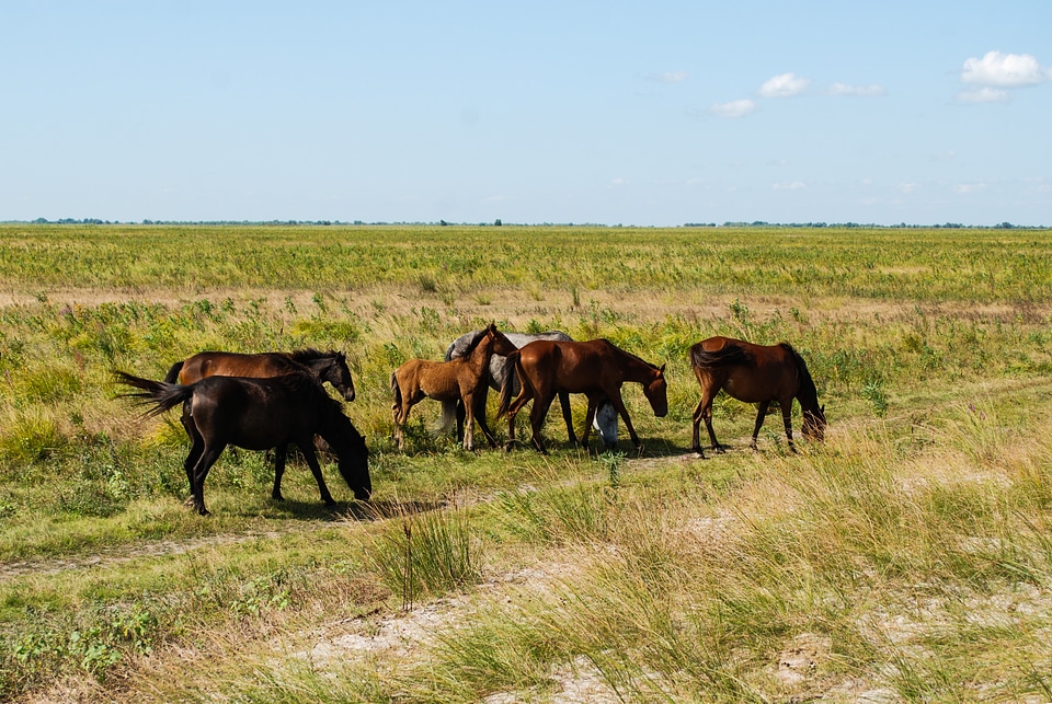 Wild Horses photo