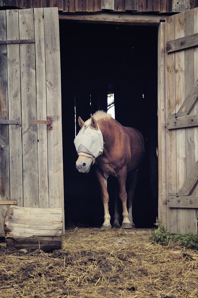 Horse looking from barn