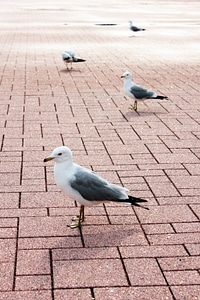 Seagulls in Chicago