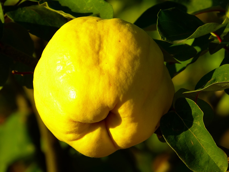 Leaf tree pome fruit