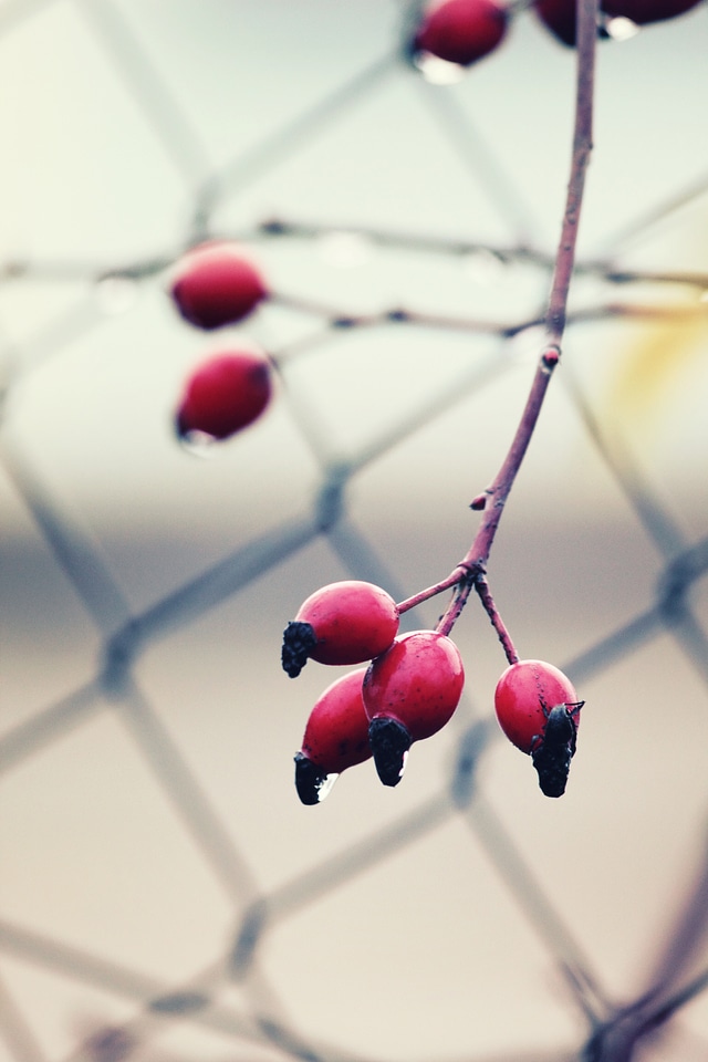 Red Rosehips