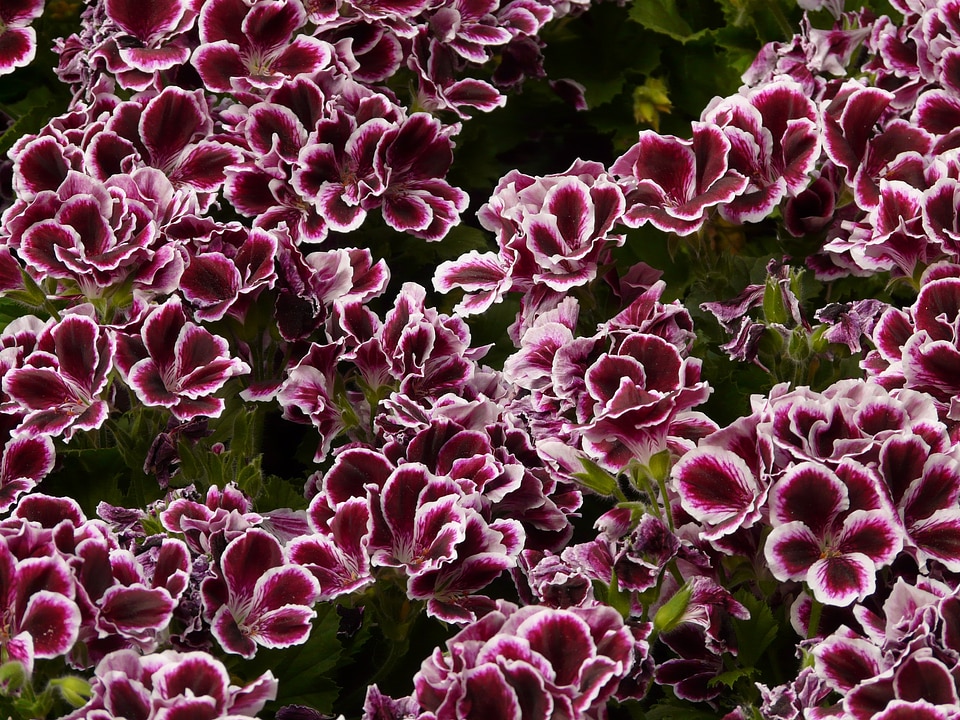 Ornamental plant flower blossom