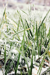 Frozen Grass photo