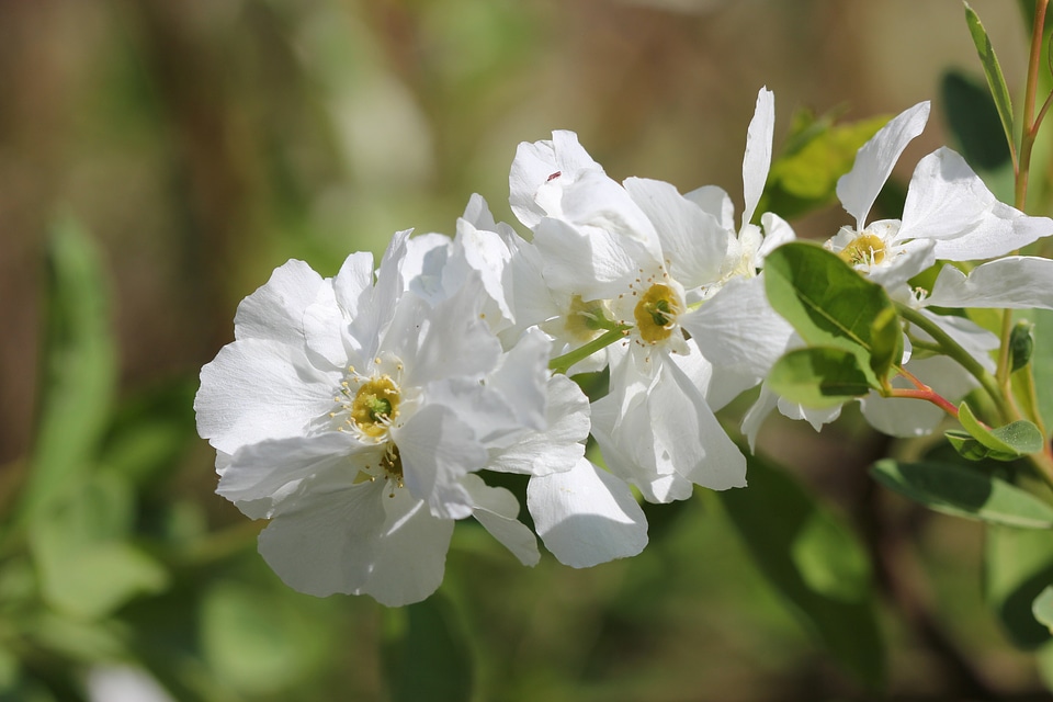Wild jasmine white bush onlooker