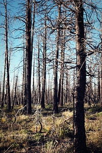 Burned Trees photo