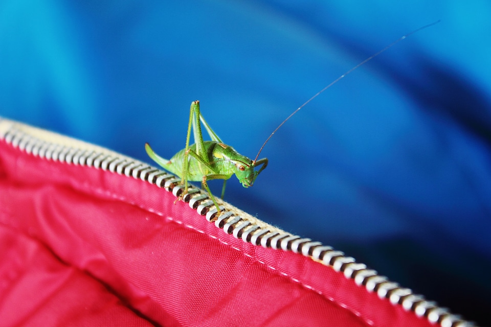 Grasshopper on Zipper