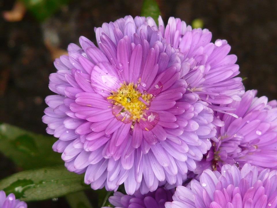Plant ornamental plant flora