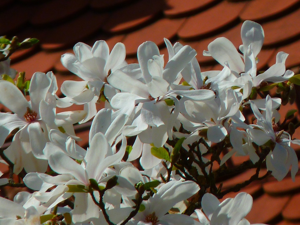Blossom bloom bloom