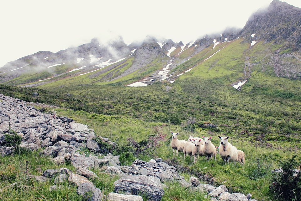 Norway Mountain Sheeps