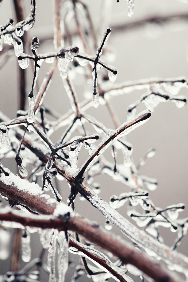 Branch Covered in Ice
