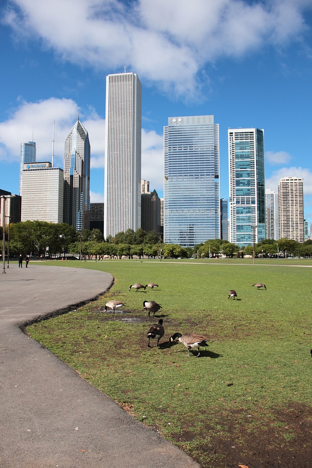 Geese in Chicago