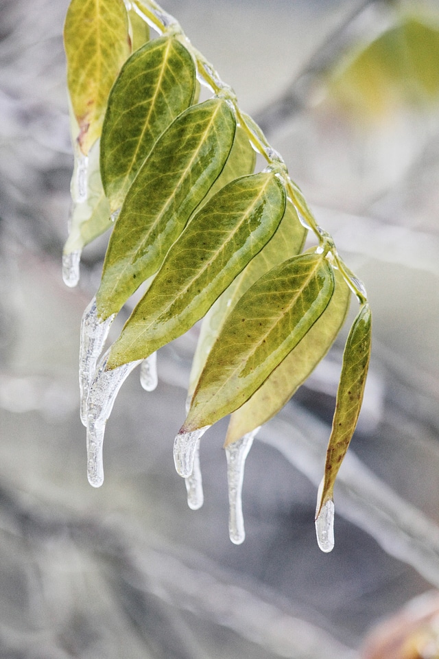 Frozen Leaves