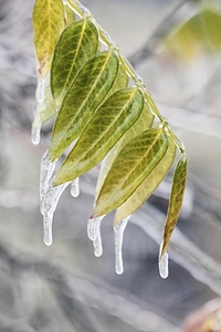 Frozen Leaves photo